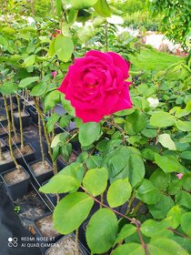 Ruže, rózsa, stromčekové ruže,  rózsafa - 6