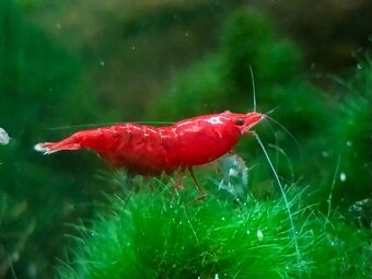 Krevetky (Caridina + Neocaridina)+rastlinky - 6