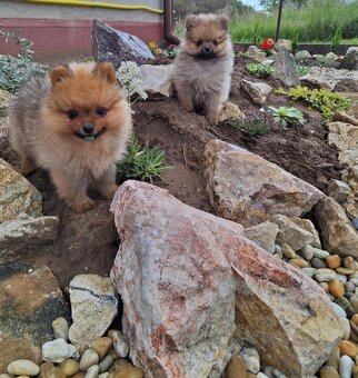 Oranžový špic -Pomeranian - 6