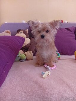 Morkie šteniatka čipované - 6