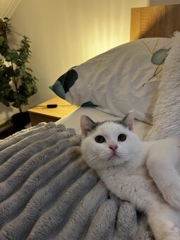 Britské mačiatka - 6