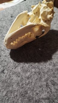 Predám lebku jazveca parožie, zhody, trofeje. - 6