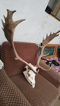 Predám trofej Daniela parožie zhody trofeje. - 6