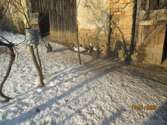 Predaj husí  a kačíc - 6