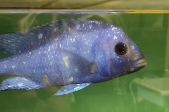 Africké Malawi cichlidy - 6