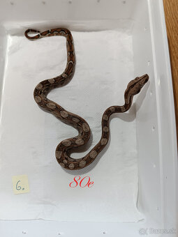Predam Boa Constrictor - 6