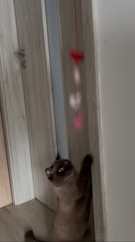 Škótsky kocúr na krytie - 6