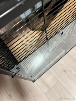 Činčila samček - 6