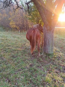 Rok a pol stará kobyla x Norik Muransky - 6