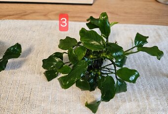 Razbora galaxy, anubias - 6