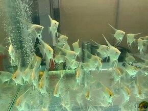 Akvarijne rybičky - 6
