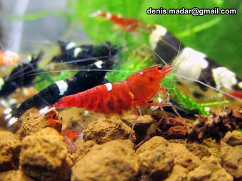 P: Krevetky Crystal Red a ine ✔️ - doveziem RK-BB-ZV-ZH-NR - 6