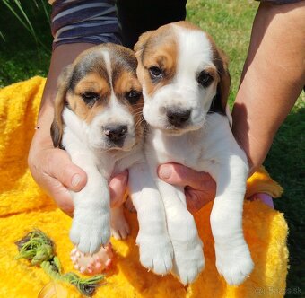 Krásne šteniatka Beagle (Bígl) - 6