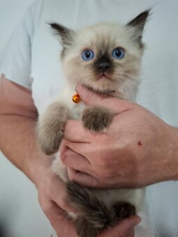 Ragdoll mačiatka - 6