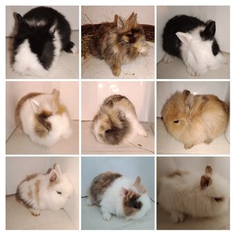 Zdrobnelý zakrslý králik - 6