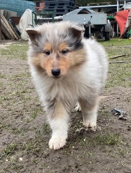 Kolia dlhosrstá - 6