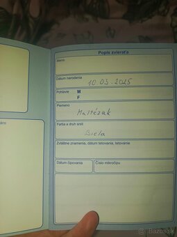 Predám psíka maltézak - 6