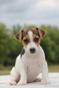 Jack Russel Terier - 6
