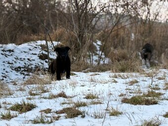 Nemecký ovčiak - 6