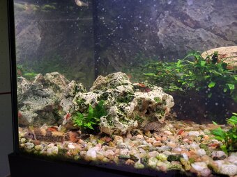 Predám akvária cca 60l - 6
