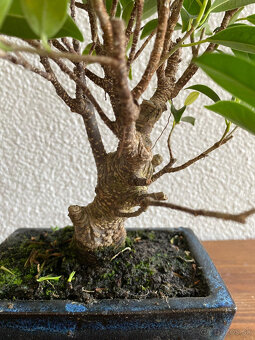Fikus Ficus Retusa bonsaj3 - 6