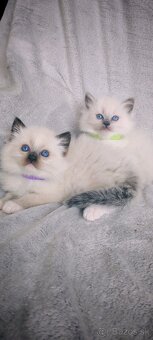 Predám Ragdoll - 6