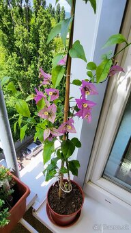 Bugenvilea (Bougainvillea) - 6