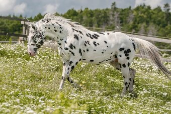 Letošní hřebeček Appaloosa FPD 100% - 6