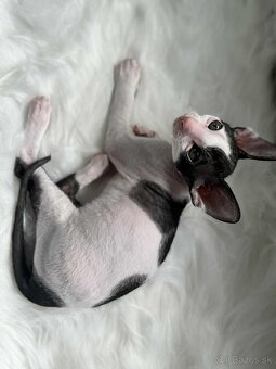 Cornish Rex Kittens from Cattery Midnight SKY PL - 6