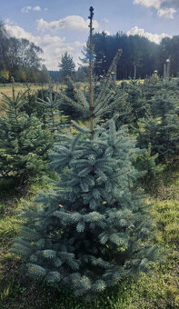 Strieborný smrek v kvetináči 1,20–1,60 Jedľa kaukazská, vian - 6