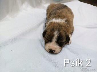 Border kolia - steniatka - 6