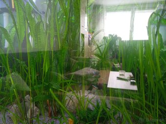 Akvárium - 6