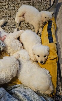 Slovenský čuvač - šteniatka - 6