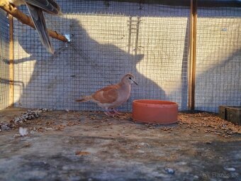 Predám vtáctvo - 6