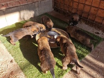 Belgický ovčiak - Malinois - 6