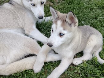 Sibírsky husky - 6