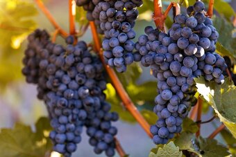 Predám maliny a iné korene a kríky... - 6