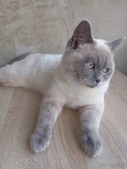 Britský kocúr na krytie - 6