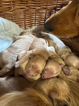 Zlatý retriever šteniatka - 6