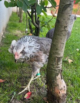 Araucana strieborna - 6
