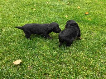 Jazvecik Dlhosrsty - 6