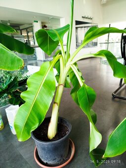 Raritny Bananovnik Snežný - Ensete Glaucum s bielym kmenom - 6