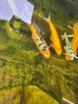 Koi kapre - 6