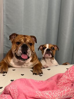 Anglicky Bulldog s PP na KRYTIE, buldog, Buldok , - 6