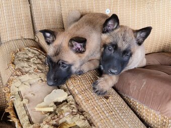 Belgický ovčiak malinois - 6