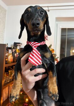 Jazvečík na krytie - 6