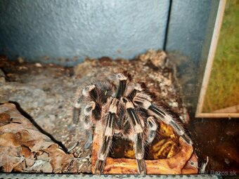 Acanthoscurria geniculata - 6