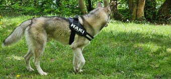 Sibírsky Husky na krytie - 6