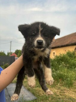 Šteniatka Akita Inu - 6