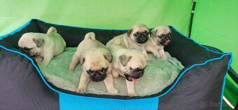 Mops - 6